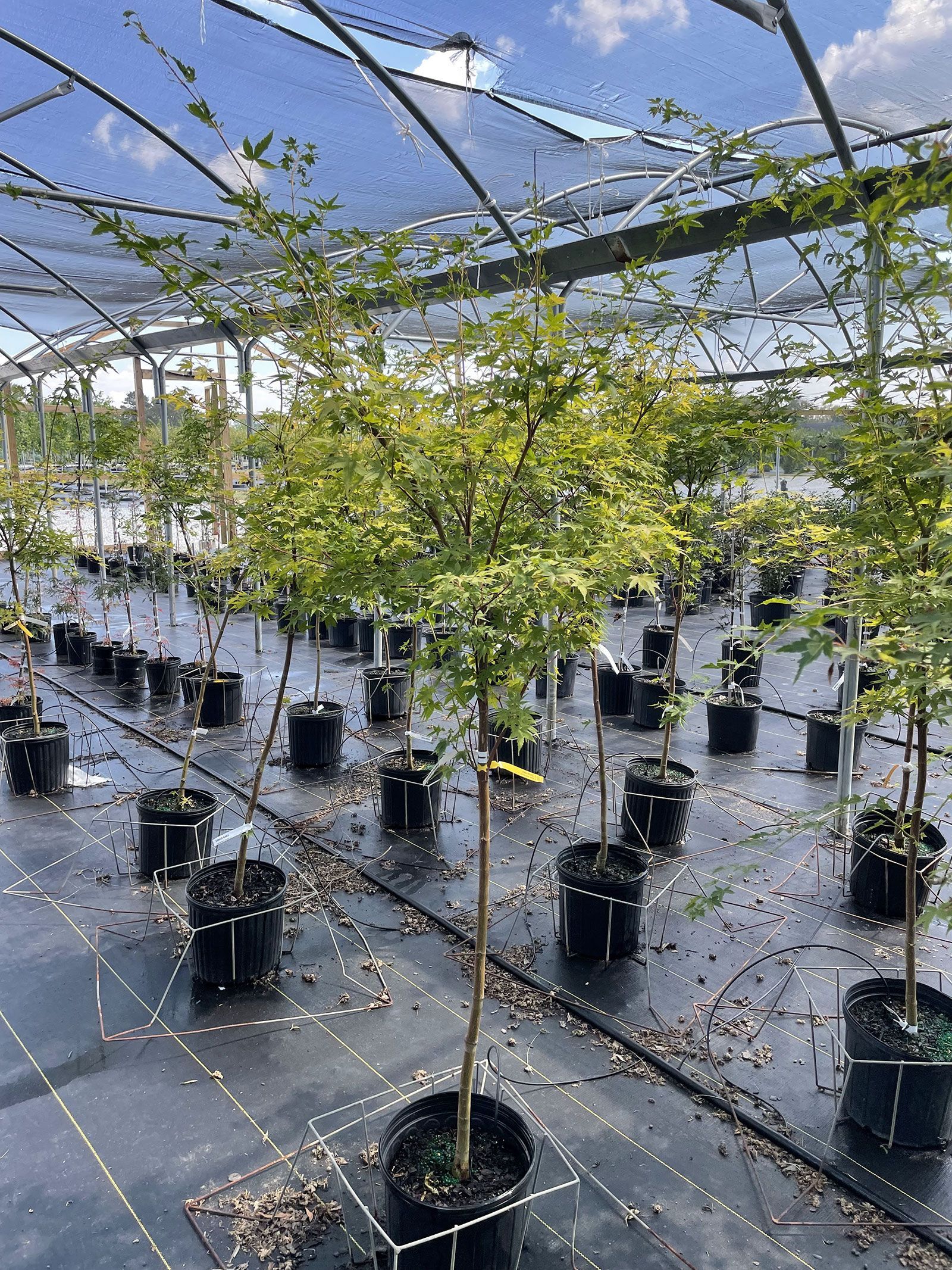 A greenhouse filled with lots of potted plants.
