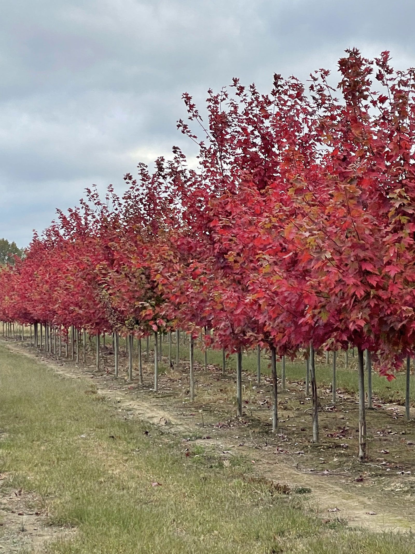 A row of trees with red leaves in a field.