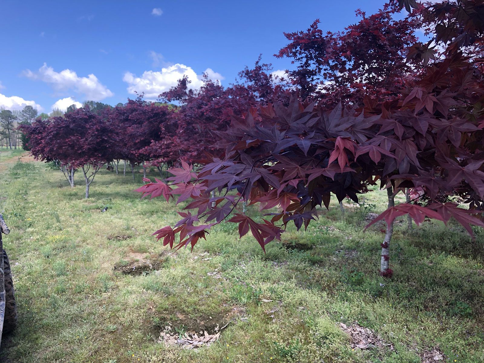 A row of trees with purple leaves in a field