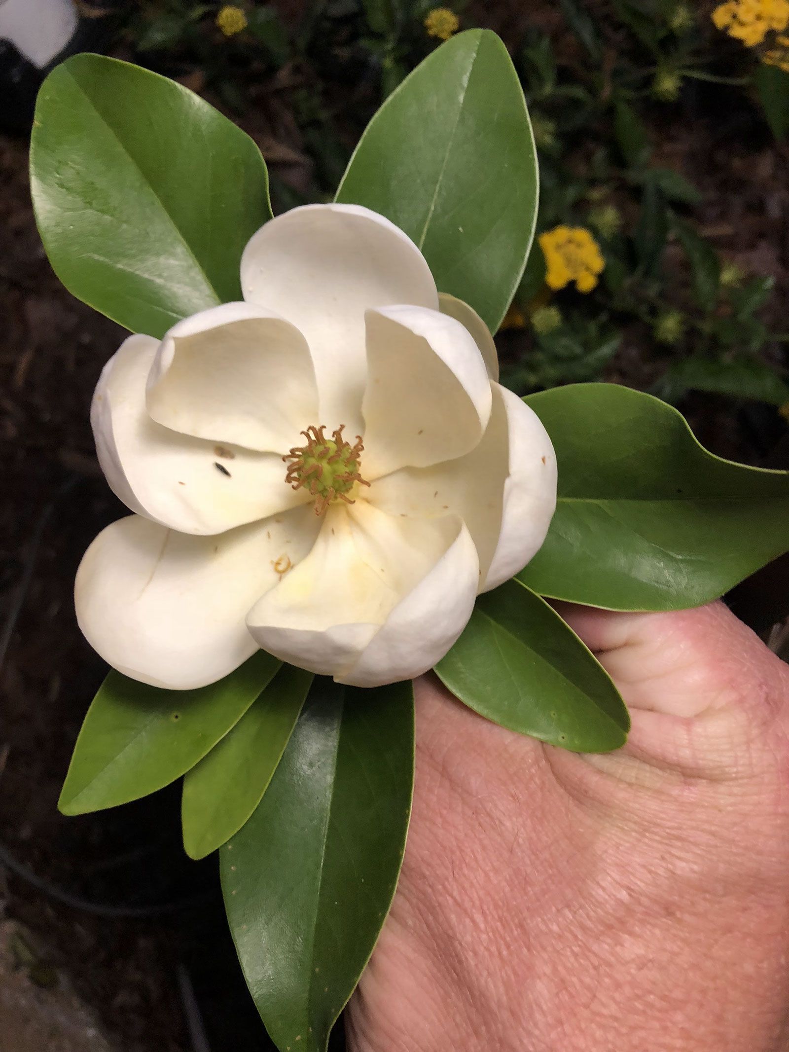 A person is holding a white flower with green leaves in their hand.