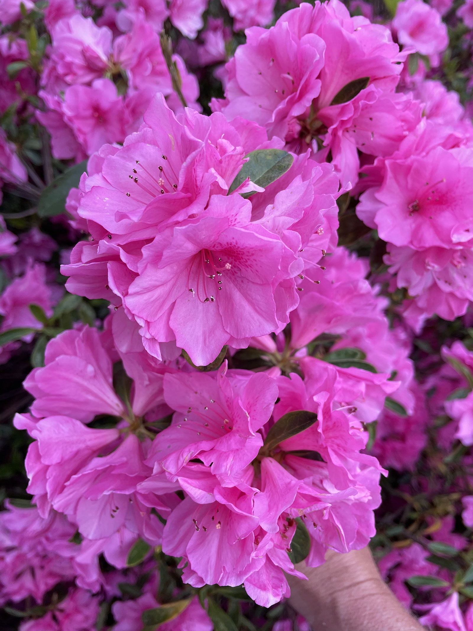 A person is holding a bunch of pink flowers in their hand.