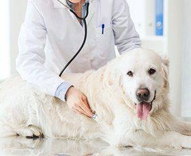  Veterinary services