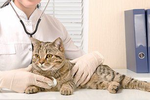  Veterinary services