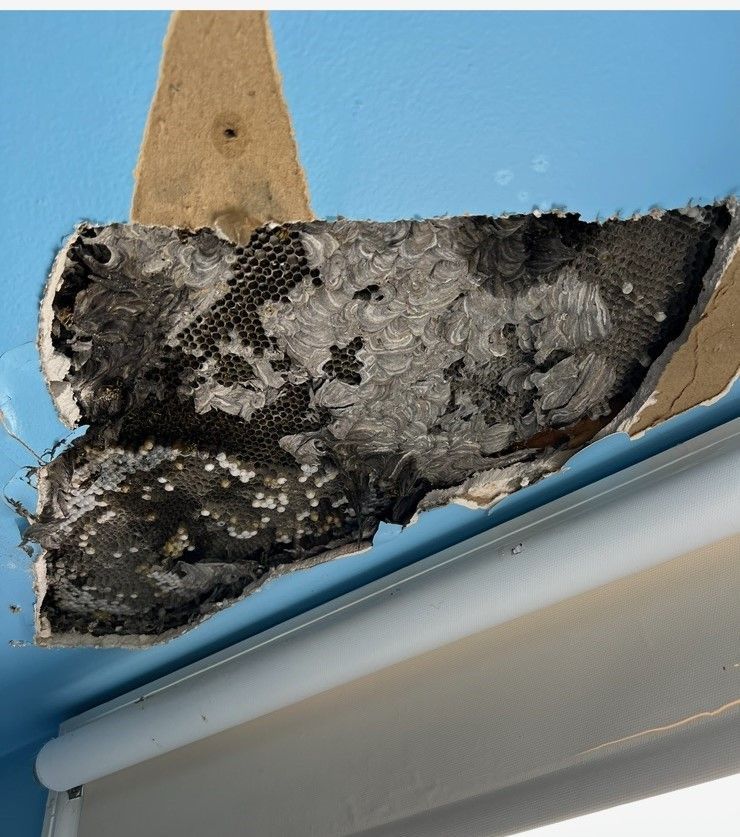 Bee Nest In A Cracked Blue Ceiling