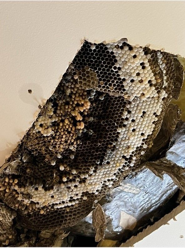 Bee Nest In a Cracked White Ceiling