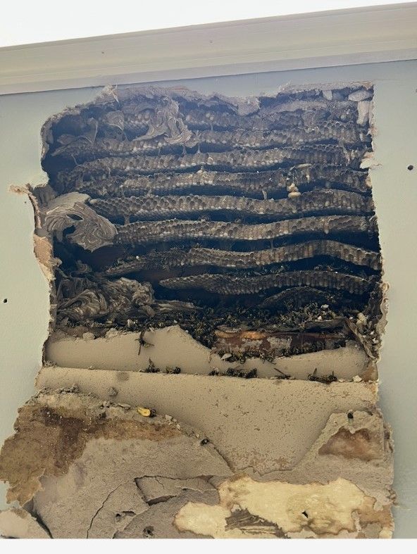 Bee Nest In A Cracked White Wall