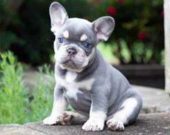 A french bulldog puppy is sitting on a rock.