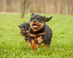 Two rottweiler puppies are running in the grass.