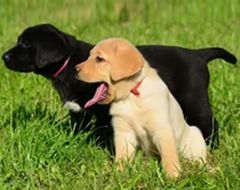 Two puppies are sitting next to each other in the grass.