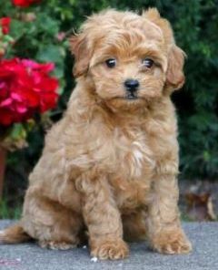 A small brown puppy is sitting on a sidewalk in front of red flowers.