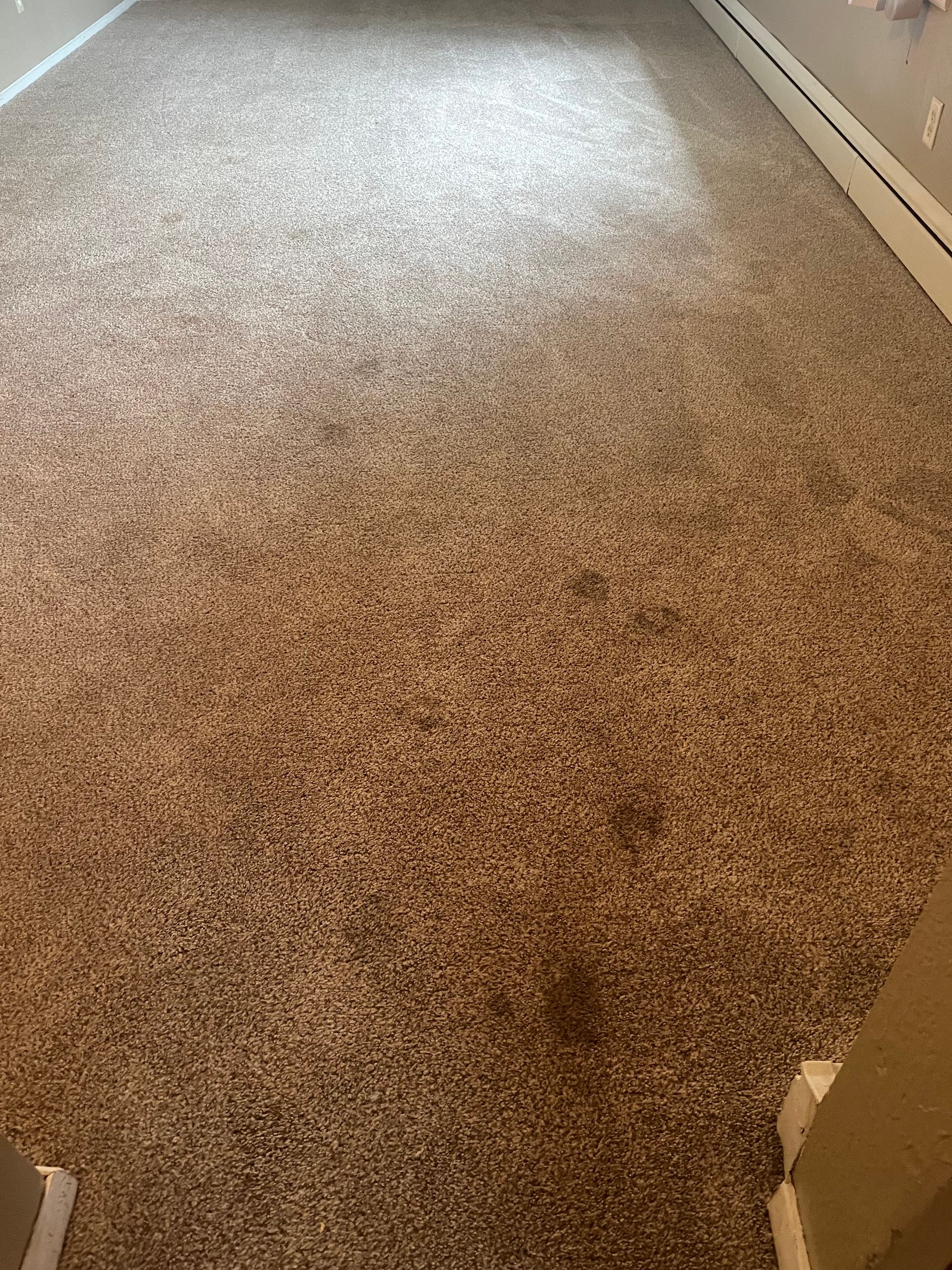 A brown carpeted floor in a room with a white wall.