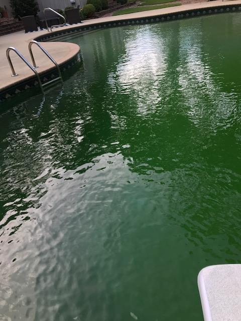 Pool Cleaning - Before