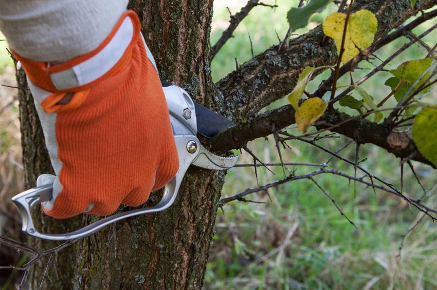 A gloved hand using pruning shears to cut a branch from a tree.