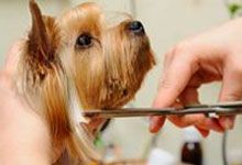 yorkshire terrier getting his hair cut at the groomer