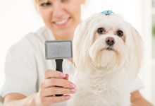 Close-up portrait maltese dog and animal brush
