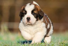 Saint bernard puppy running on the lawn