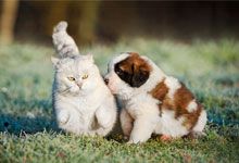 Saint bernard puppy playing with british shorthait cat