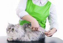 Master of grooming haircut makes gray Persian cat