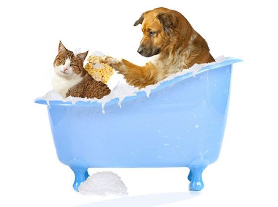 Dog and cat bathing