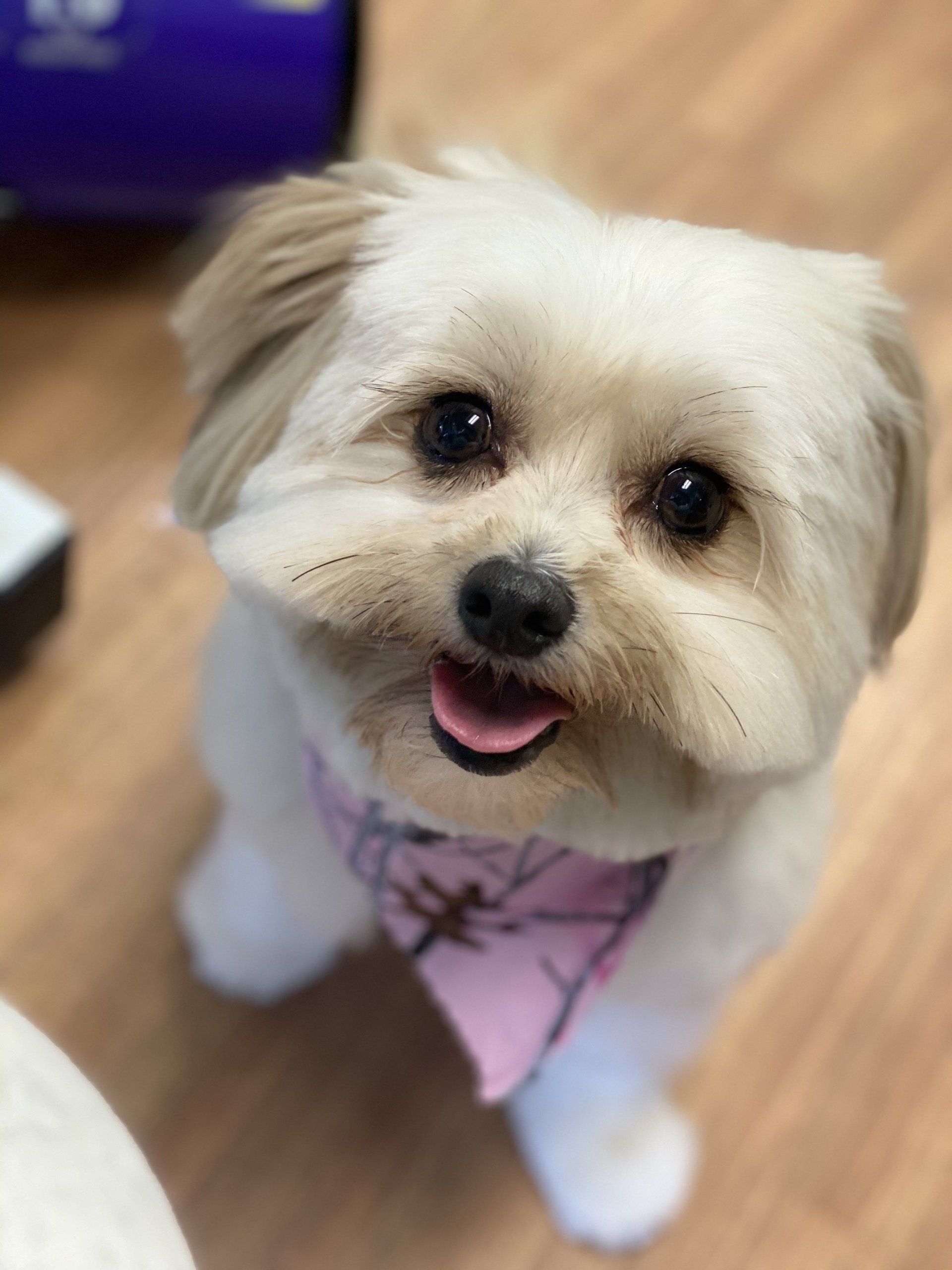 Dog looking at the camera