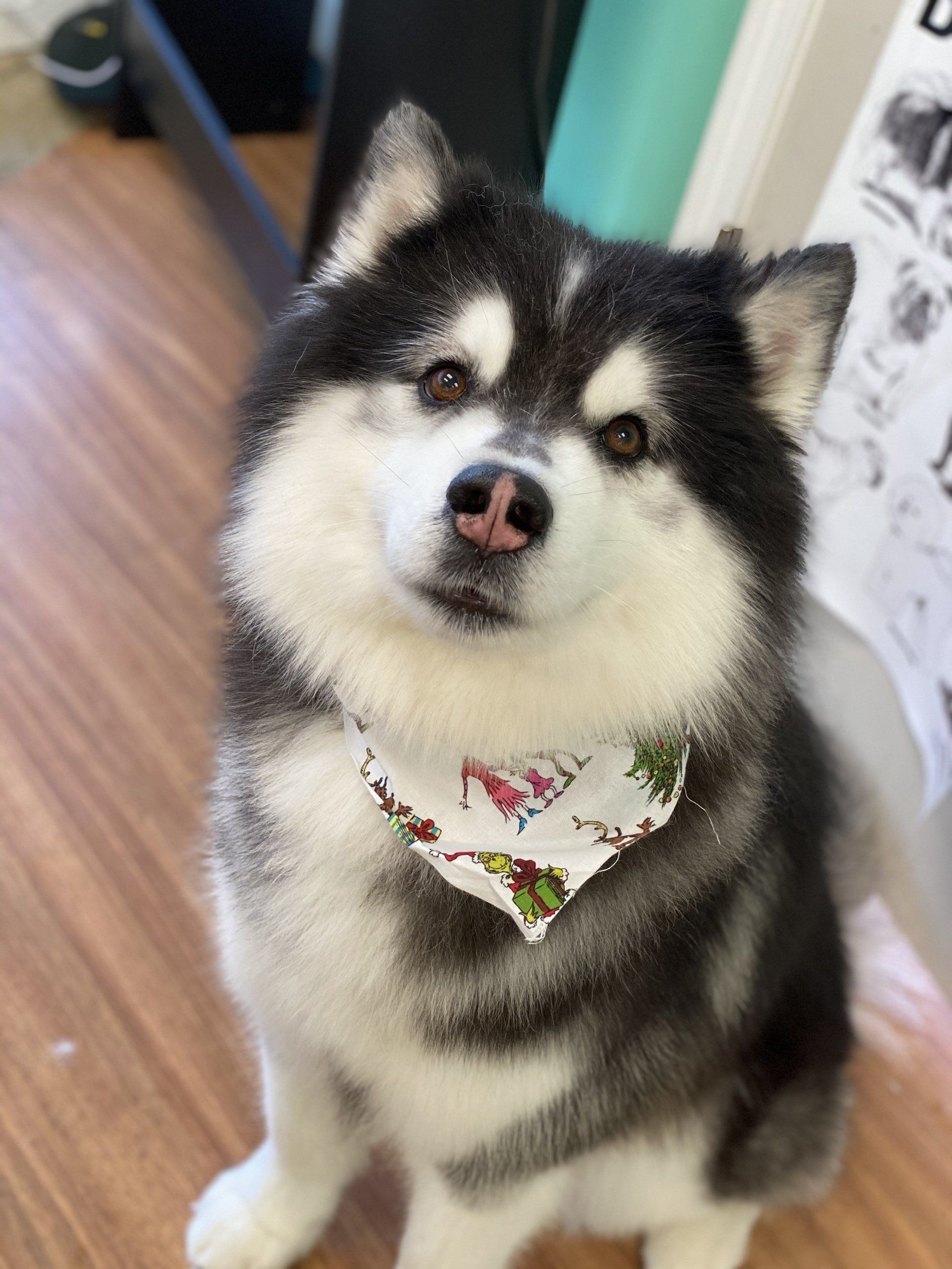 Dog looking at the camera