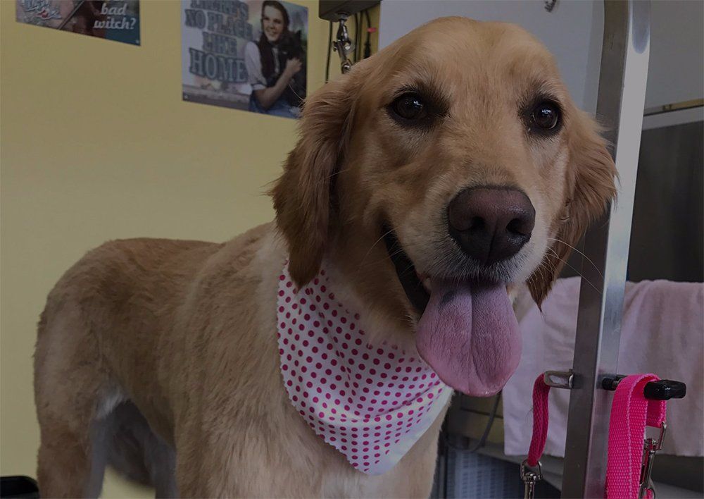 Dog looking at the camera