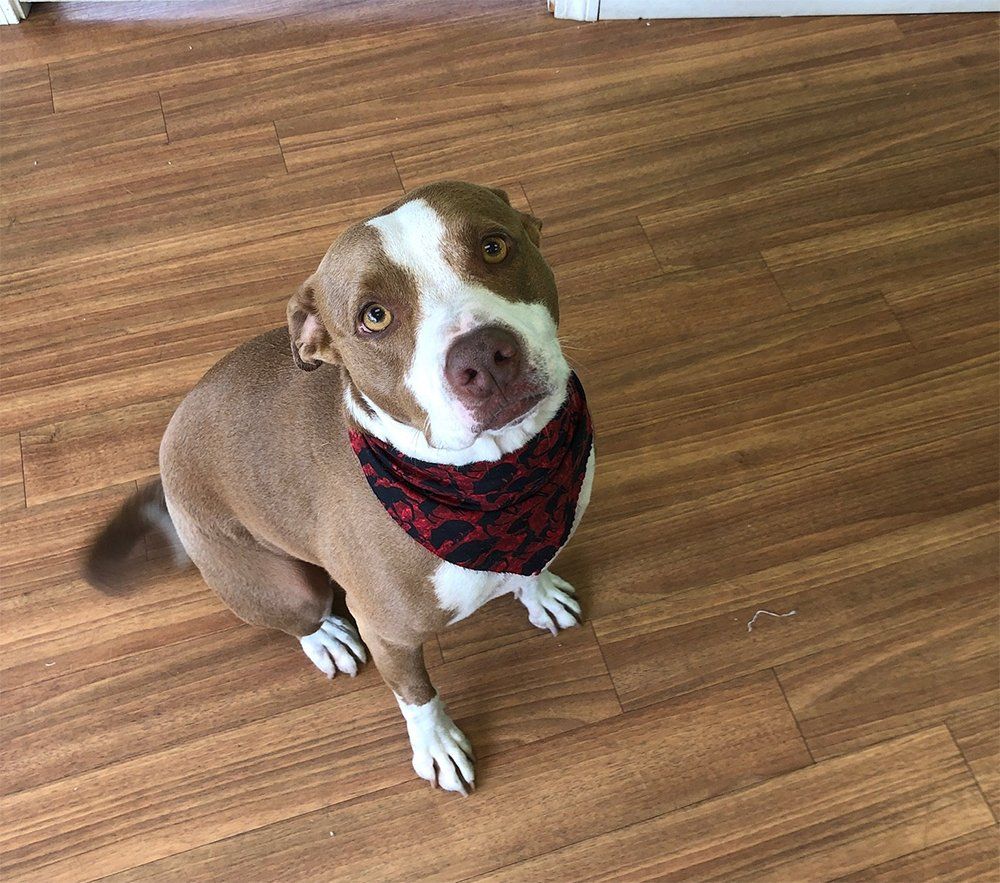 Dog looking at the camera