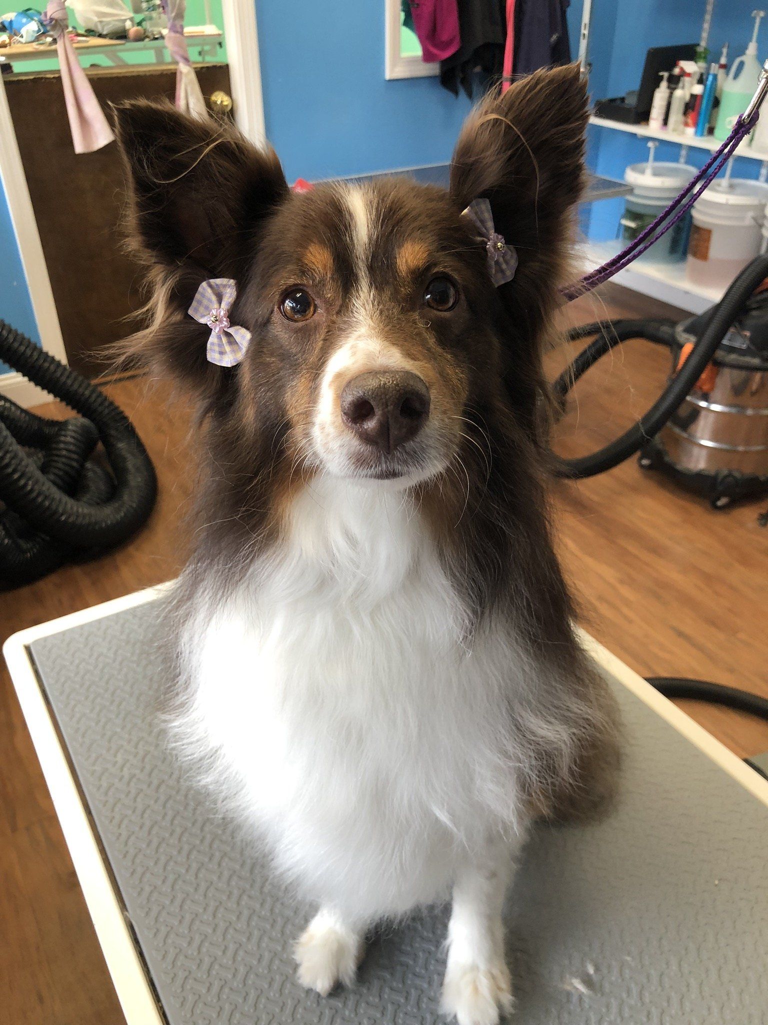 Dog looking at the camera