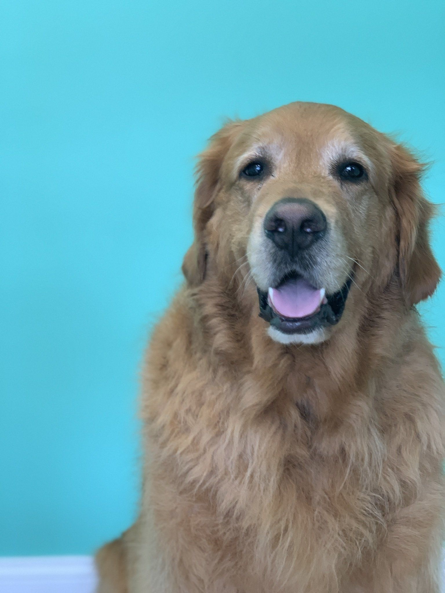 Dog looking at the camera