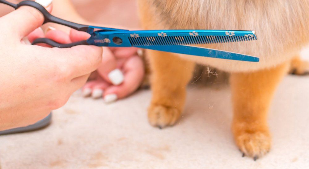 Dog grooming haircut