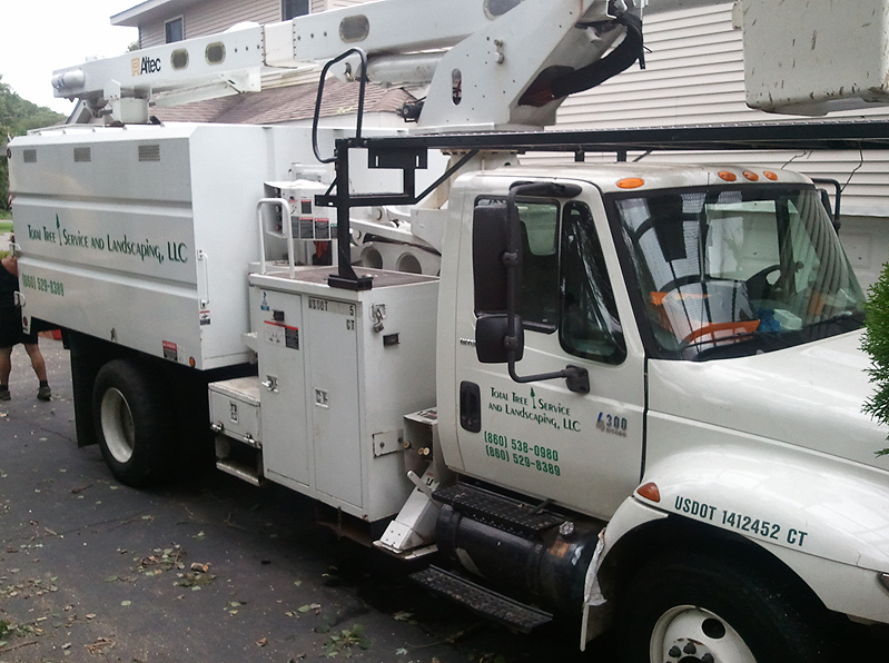 tree removal service