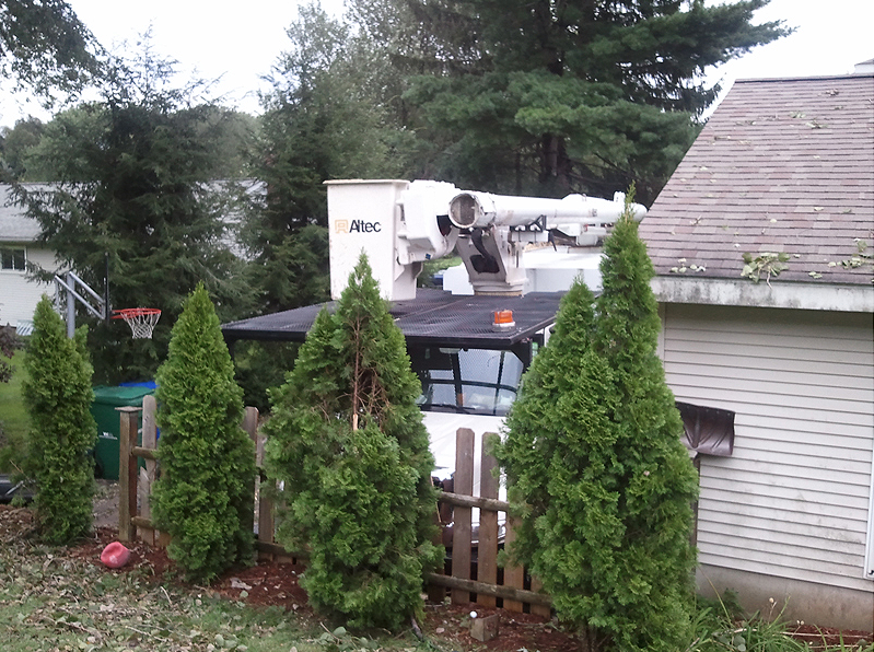 tree removal service