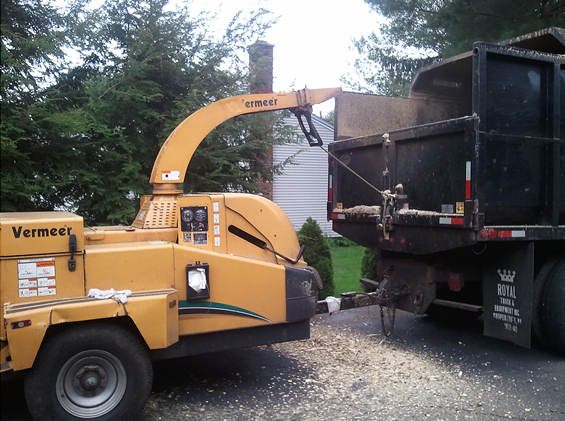 tree removal service