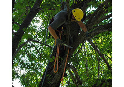 tree removal service