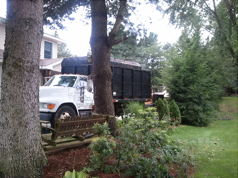tree removal service