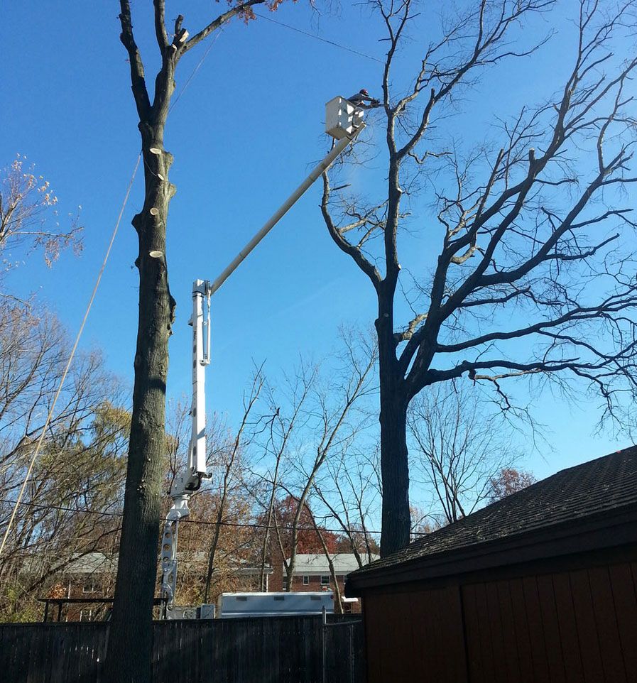 tree removal service