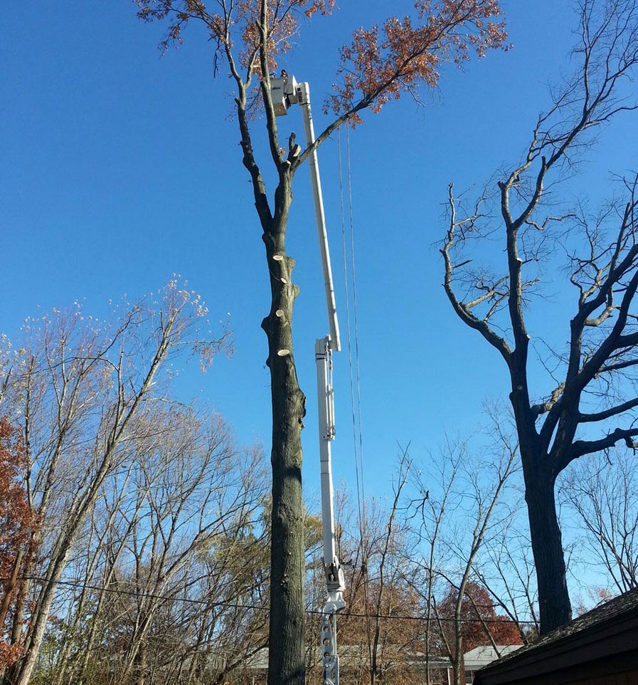 tree removal service