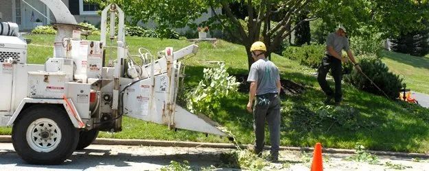Utility crew trimming a tree beside a street with a white bucket truck and orange cone