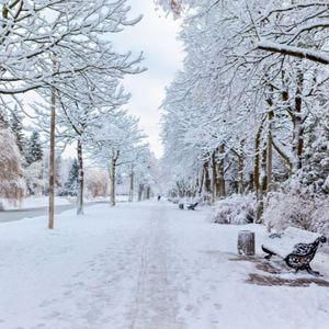 A snowy park with trees and benches covered in snow.