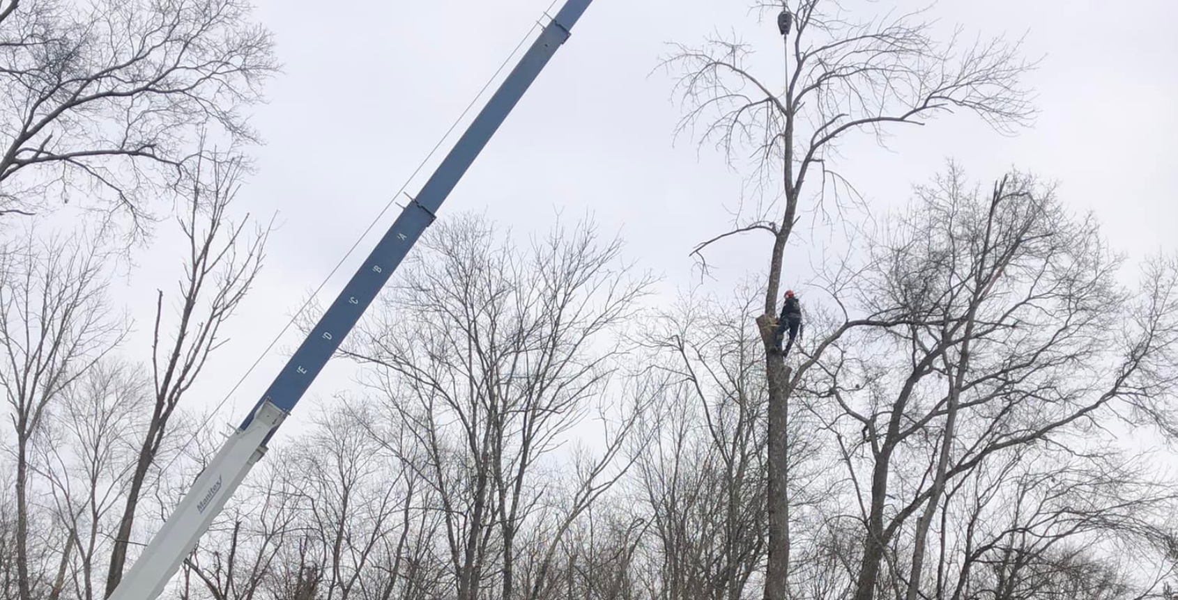 tree removal