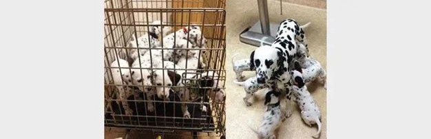 A mother Dalmatian with puppies