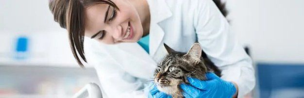 A veterinarian checking a cat's face