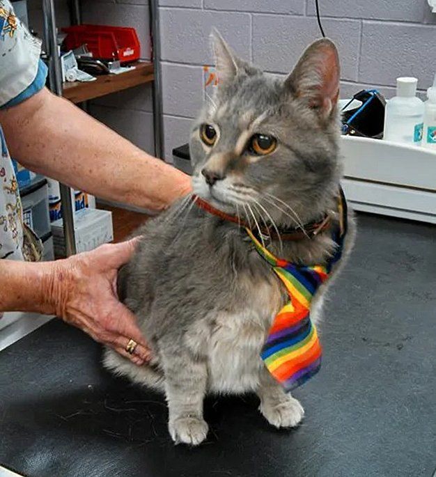 Beautiful cat wearing a rainbow necktie