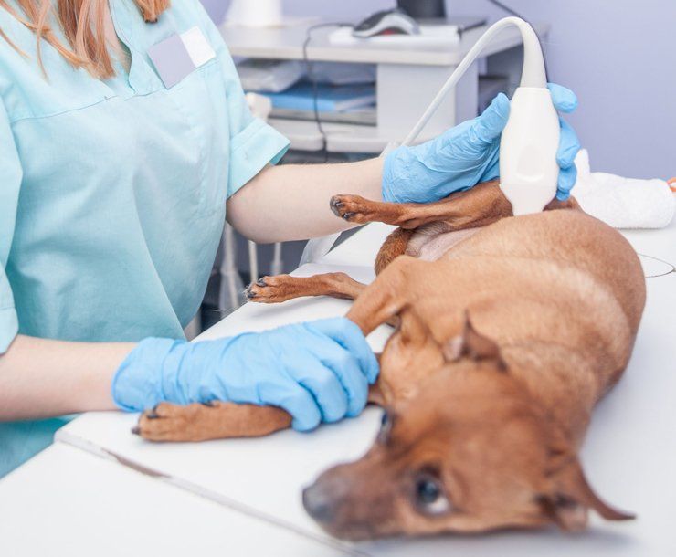 A dog having an ultrasound