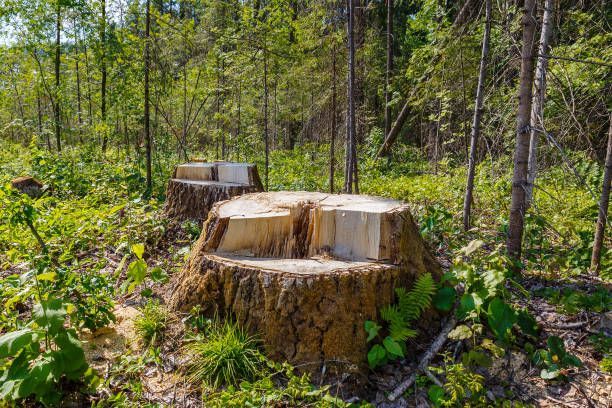 Two large, recently cut tree stumps sit in a sunny, green forest clearing.