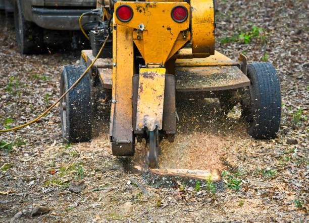 A yellow stump grinder cuts into a tree stump, throwing wood chips onto the ground in an outdoor, wooded setting.