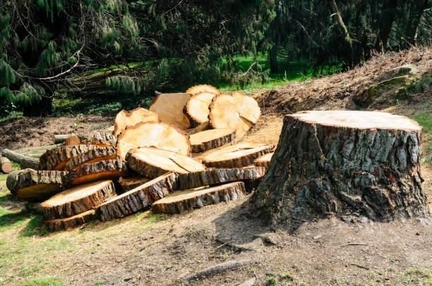 A large tree stump sits in a grassy forest clearing, next to a stack of circular wooden slices from the cut tree.