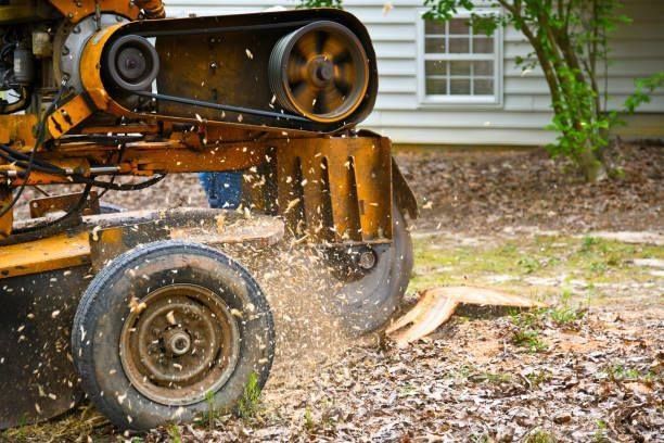 A yellow industrial stump grinder chips away at a tree stump in a yard, scattering wood chips into the air.