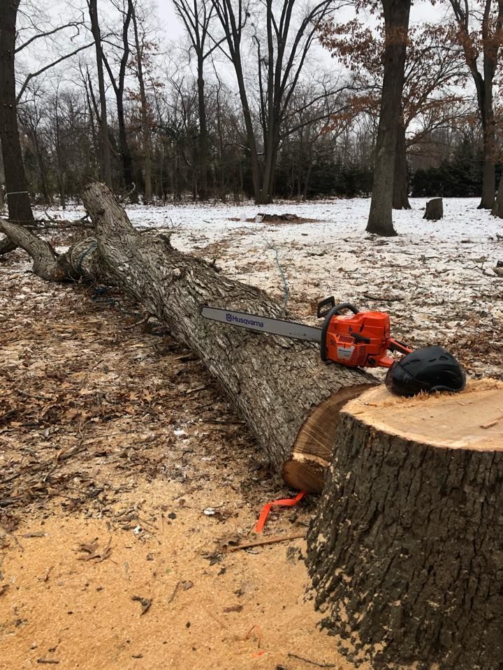 An orange chainsaw rests on a large, freshly cut fallen tree trunk in a snow-dusted, wooded area.