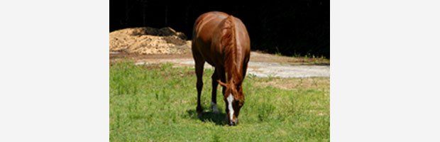Horse Feed and Supplies